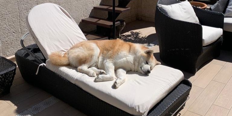 Yuki demonstrating the number one activity on the terrace sofa