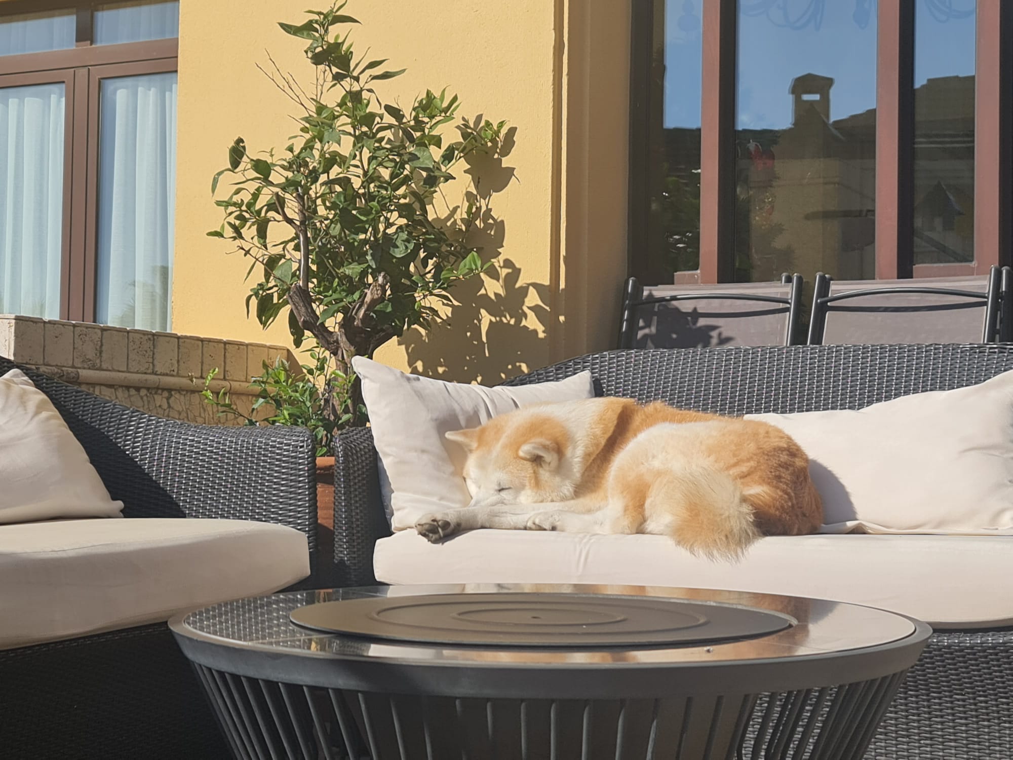 Yuki the Akita asleep in the evening sun on the terrace